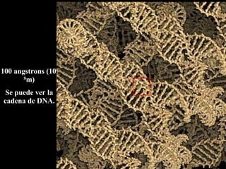100 angstrons (10 -8 m) Se puede ver la cadena de DNA. 