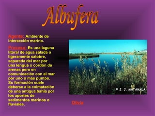 Agente:  Ambiente de interacción marino. Proceso:  Es una laguna litoral de agua salada o ligeramente salobre, separada del mar por una lengua o cordón de arenas pero en comunicación con el mar por uno o más puntos. Su formación suele deberse a la colmatación de una antigua bahía por los aportes de sedimentos marinos o fluviales.  Albufera Olivia 