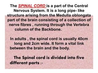 The SPINAL CORD is a part of the Central
Nervous System. It is a long pipe- like
structure arising from the Medulla oblongata
part of the brain consisting of a collection of
nerve fibres , running through the Vertebra
column of the Backbone.
In adults , the spinal cord is usually 40cm
long and 2cm wide. It form a vital link
between the brain and the body.
The Spinal cord is divided into five
different parts :-
 
