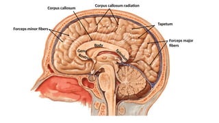 Corpus callosum
Rostrum
Genu
Body
S
p
l
e
n
i
u
m
Forceps minor fibers
Forceps major
fibers
Tapetum
Corpus callosum radiation
 