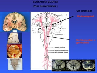 SUSTANCIA BLANCA (Vias descendentes ) Corticoespinal  Corticonuclear o geniculada Via piramidal  