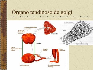 Órgano tendinoso de golgi
 