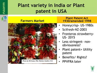 Plant variety in India or Plant
patent in USA
Farmers Market
Plant Patent Act
1930/amended 1998
• Honeycrisp- US-1980s
• Scifresh-NZ-2003
• Fronteras strawberry-
US- 2015
• Less stringent- non-
obviousness?
• Plant patent+ Utility
patent
• Benefits/ Rights?
• PPVFRA laterPhoto by SK Soam, Pike Market, Seattle, USA
 