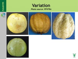 Variation
Photo source: PPVFRA
 