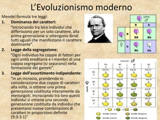 L’Evoluzionismo moderno
Mendel formula tre leggi:
1. Dominanza dei caratteri:
“Incrociando tra loro individui che
differiscono per un solo carattere, alla
prima generazione si ottengono ibridi
tutti uguali che manifestano il carattere
dominante”.
2. Legge della segregazione:
“Ogni individuo ha coppie di fattori per
ogni unità ereditaria e i membri di una
coppia segregano (si separano) nella
formazione dei gameti”.
3. Legge dell’assortimento indipendente:
“In un incrocio, prendendo in
considerazione due coppie di caratteri
alla volta, si ottiene una prima
generazione costituita interamente da
eterozigoti. Incrociando tra loro questi
individui si ottiene una seconda
generazione costituita da individui che
presentano nuove combinazioni di
caratteri in proporzioni definite
(9:3:3:1)”
 