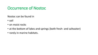 Occurrence of Nostoc
Nostoc can be found in
• soil
• on moist rocks
• at the bottom of lakes and springs (both fresh- and saltwater)
• rarely in marine habitats.
 