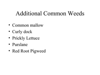 Additional Common Weeds Common mallow Curly dock Prickly Lettuce Purslane Red Root Pigweed 