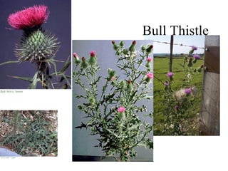 Bull Thistle 