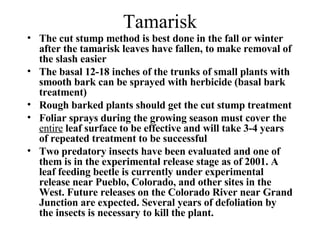 Tamarisk The cut stump method is best done in the fall or winter after the tamarisk leaves have fallen, to make removal of the slash easier The basal 12-18 inches of the trunks of small plants with smooth bark can be sprayed with herbicide (basal bark treatment) Rough barked plants should get the cut stump treatment Foliar sprays during the growing season must cover the  entire  leaf surface to be effective and will take 3-4 years of repeated treatment to be successful Two predatory insects have been evaluated and one of them is in the experimental release stage as of 2001. A leaf feeding beetle is currently under experimental release near Pueblo, Colorado, and other sites in the West. Future releases on the Colorado River near Grand Junction are expected. Several years of defoliation by the insects is necessary to kill the plant. 