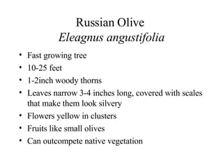 Russian Olive  Eleagnus angustifolia Fast growing tree 10-25 feet 1-2inch woody thorns Leaves narrow 3-4 inches long, covered with scales that make them look silvery Flowers yellow in clusters Fruits like small olives Can outcompete native vegetation 