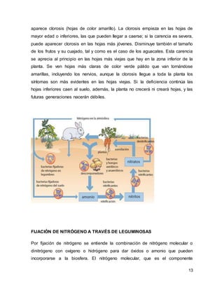 13
aparece clorosis (hojas de color amarillo). La clorosis empieza en las hojas de
mayor edad o inferiores, las que pueden llegar a caerse; si la carencia es severa,
puede aparecer clorosis en las hojas más jóvenes. Disminuye también el tamaño
de los frutos y su cuajado, tal y como es el caso de los aguacates. Esta carencia
se aprecia al principio en las hojas más viejas que hay en la zona inferior de la
planta. Se ven hojas más claras de color verde pálido que van tornándose
amarillas, incluyendo los nervios, aunque la clorosis llegue a toda la planta los
síntomas son más evidentes en las hojas viejas. Si la deficiencia continúa las
hojas inferiores caen al suelo, además, la planta no crecerá ni creará hojas, y las
futuras generaciones nacerán débiles.
FIJACIÓN DE NITRÓGENO A TRAVÉS DE LEGUMINOSAS
Por fijación de nitrógeno se entiende la combinación de nitrógeno molecular o
dinitrógeno con oxígeno o hidrógeno para dar óxidos o amonio que pueden
incorporarse a la biosfera. El nitrógeno molecular, que es el componente
 