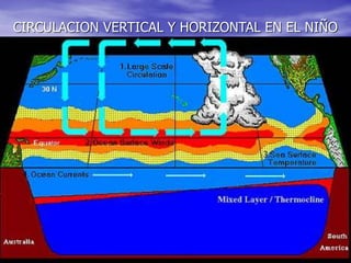 CIRCULACION VERTICAL Y HORIZONTAL EN EL NIÑO
 