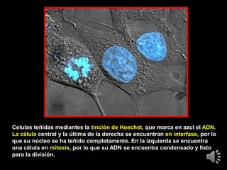 Celulas teñidas mediantes la tinción de Hoechst, que marca en azul el ADN.
La célula central y la última de la derecha se encuentran en interfase, por lo
que su núcleo se ha teñido completamente. En la izquierda se encuentra
una célula en mitosis, por lo que su ADN se encuentra condensado y listo
para la división.
 