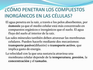 ¿CÓMO PENETRAN LOS COMPUESTOS
INORGÁNICOS EN LAS CÉLULAS?
El agua penetra en la raíz, a través e los pelos absorbentes, por
ósmosis ya que el medio celular está más concentrado en
compuestos orgánicos e inorgánicos que el suelo. El agua
fluye del suelo al interior de la raíz.
Las sales minerales también deben atravesar las membranas
celulares. Pueden hacerlo mediante dos mecanismos:
transporte pasivo(difusión) o transporte activo, que
implica gasto de energía.
La velocidad con la que una sustancia atraviesa una
membrana celular depende de la temperatura, presión, la
concentración y el tamaño.
 