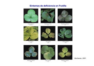 Síntomas de deficiencia en Frutilla
Buchanan, 2001.
 