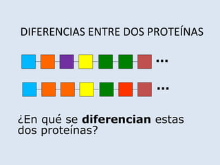 DIFERENCIAS ENTRE DOS PROTEÍNAS
¿En qué se diferencian estas
dos proteínas?
...
...
 