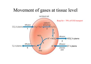 Movement of gases at tissue level
Resp for  70% of CO2 transport
 