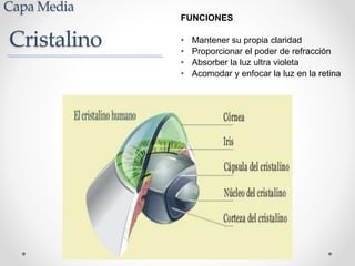 FUNCIONES
• Mantener su propia claridad
• Proporcionar el poder de refracción
• Absorber la luz ultra violeta
• Acomodar y enfocar la luz en la retina
Cristalino
Capa Media
 