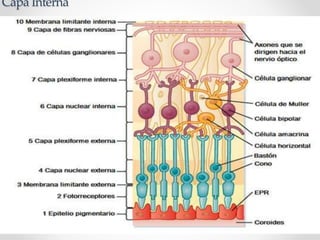 Capa Interna
 
