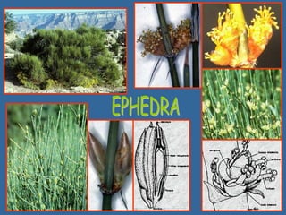 origen_de_la_flor.ppt