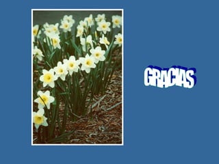 origen_de_la_flor.ppt