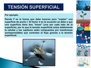 Por ejemplo,
Donde F es la fuerza que debe hacerse para "sujetar" una
superficie de ancho l. El factor 2 en la ecuación se debe a que
una superficie tiene dos "áreas" (una por cada lado de la
superficie), por lo que la tensión superficial actúa doblemente
la células y los capilares están compuestos por membranas
semipermeables que controlan el flujo gracias a la tensión
superficial.
 