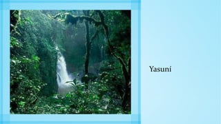 Yasuní
 