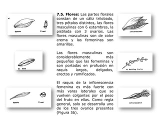 7.5. Flores: Las partes florales
constan de un cáliz trilobado,
tres pétalos distintos, las flores
masculinas con 6 estambres, la
pistilada con 3 ovarios. Las
flores masculinas son de color
crema y las femeninas son
amarillas.
Las flores masculinas son
considerablemente más
pequeñas que las femeninas y
son portadas en profusión en
raquis largos, delgados,
erectos y ramificados.
El raquis de la inflorescencia
femenina es más fuerte con
más varas laterales que se
vuelven colgantes por el peso
del fruto en ellas. Como regla
general, solo se desarrolla uno
de los tres ovarios presentes
(Figura 5b).
 