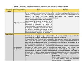 Tabla 2. Plagas y enfermedades más comunes que atacan la palma datilera
Nombre
común
Nombre científico Daño Control
Mythimna joannisi.
Es un lepidóptero originario del continente
africano y distribuido en el territorio
español. Se trata de una plaga
especialmente importante en los viveros.
En las plantas de maceta la oruga taladra la
parte central y consume el cogollo de la
palma. La planta sufre un importante
retraso en su desarrollo y al crecer. Las
hojas afectadas manifiestan los orificios de
la oruga al taladrarlos. Aunque esta plaga
no llegue a provocar la muerte de las
palmeras, produce daños estéticos que
ocasionan fuertes perjuicios en el vivero.
Se trata de una plaga difícil de controlar,
por tanto los medios de lucha se basan en
la eliminación del material vegetal
infectado.
Enfermedades
Botryodiplodia
theobromae.
Se trata de un hongo que bajo condiciones
apropiadas de humedad resulta patógeno a
P. dactylifera. Los síntomas que produce
son hojas con puntas y zonas secas,
manchas necróticas elípticas en el raquis,
en los foliolos y en la zona de inserción de
los mismos y formación de pequeñas
pústulas, de color oscuro sobre el tejido
muerto. Es una enfermedad que aunque
habitualmente no llegue a causar daños
graves, en determinadas situaciones
puede llegar a producir la muerte de la
planta.
En el vivero habrá que evitar las
humedades excesivas.
En las plantas adultas se recomienda
eliminar las hojas viejas mediante una poda
sanitaria que favorezca la aireación de la
corona.
Se recomienda el manejo cuidadoso de las
plantas para reducir las heridas que
favorecen la infección de este hongo.
Eliminar los restos vegetales infectados ya
que en ellos se forman con mucha facilidad
conidios que pueden dispersar la
enfermedad.
La lucha química se centra en tratamientos
a la parte aérea a base de: Benomilo,
Carbendazima o Propiconazol.
 