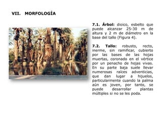 VII. MORFOLOGÍA
7.1. Árbol: dioico, esbelto que
puede alcanzar 25-30 m de
altura y 2 m de diámetro en la
base del tallo (Figura 4).
7.2. Tallo: robusto, recto,
inerme, sin ramificar, cubierto
por las bases de las hojas
muertas, coronado en el vértice
por un penacho de hojas vivas.
En su parte baja suele llevar
numerosas raíces adventicias,
que dan lugar a hijuelos,
particularmente cuando la palma
aún es joven, por tanto, se
puede desarrollar plantas
múltiples si no se les poda.
 