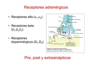 Receptores adrenérgicos
• Receptores alfa (a1,a2)
• Receptores beta
(b1,b2,b3)
• Receptores
dopaminérgicos (D1,D2)
Pre, post y extrasinápticos
 