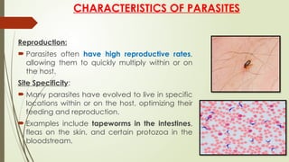 Reproduction:
 Parasites often have high reproductive rates,
allowing them to quickly multiply within or on
the host.
Site Specificity:
 Many parasites have evolved to live in specific
locations within or on the host, optimizing their
feeding and reproduction.
 Examples include tapeworms in the intestines,
fleas on the skin, and certain protozoa in the
bloodstream.
CHARACTERISTICS OF PARASITES
 
