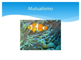 Mutualismo
 