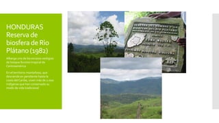 HONDURAS
Reserva de
biosfera de Rìo
Plátano (1982)
Alberga uno de los escasos vestigios
de bosque lluvioso tropical de
Centroamérica
En el territorio montañoso, que
desciende en pendiente hasta la
costa del Caribe, viven más de 2.000
indígenas que han conservado su
modo de vida tradicional
 
