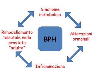 Sindrome metabolica Alterazioni ormonali Infiammazione  Rimodellamento tissutale nella prostata “adulta” BPH 