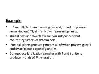 Example
• Pure tall plants are homozygous and, therefore possess
genes (factors) TT; similarly dwarf possess genes tt.
• The tallness and dwarfness are two independent but
contrasting factors or determiners.
• Pure tall plants produce gametes all of which possess gene T
and dwarf plants t type of gametes.
• During cross fertilization gametes with T and t unite to
produce hybrids of F1 generation.
 