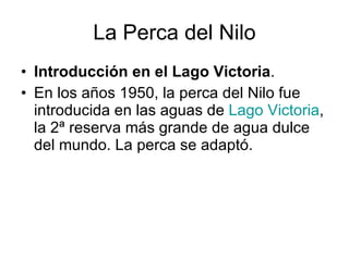 La Perca del Nilo Introducción en el Lago Victoria . En los años 1950, la perca del Nilo fue introducida en las aguas de  Lago Victoria , la 2ª reserva más grande de agua dulce del mundo. La perca se adaptó. 