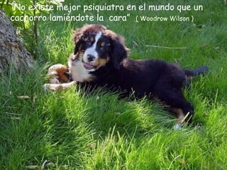 “ No existe mejor psiquiatra en el mundo que un cachorro lamiéndote la  cara”   ( Woodrow Wilson ) 