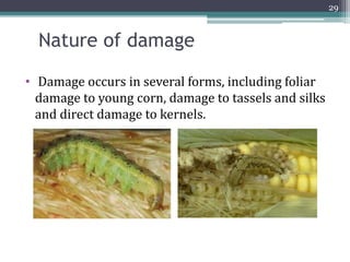 Nature of damage
• Damage occurs in several forms, including foliar
damage to young corn, damage to tassels and silks
and direct damage to kernels.
29
 