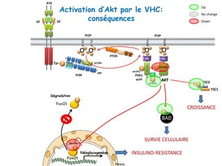p110α
p85
PI3K
P
P
P
P
P
P
PI2P
Tyr- P
RTK
GF GF
P Thr308
PH
HM
Kinase
AKT
PI3P
P
P
P
P
P
P
P
P
PTEN
P
PH
Kinase
PDK1
actif
ser241
Activation d’Akt par le VHC:
conséquences Down
Up
No change
Noyau
P
ser473
INSULINO-RESISTANCE
P TSC2
TSC1
CROISSANCE
SURVIE CELLULAIRE
BAD
P
FoxO1
Néoglucogenèse
Ser256
P
Dégradation
FoxO1
P
 