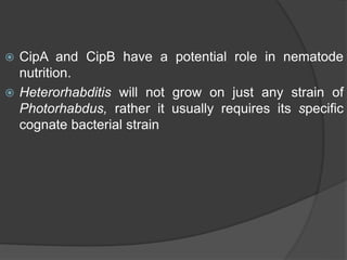  CipA and CipB have a potential role in nematode
nutrition.
 Heterorhabditis will not grow on just any strain of
Photorhabdus, rather it usually requires its specific
cognate bacterial strain
 