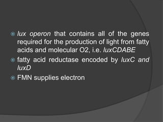  lux operon that contains all of the genes
required for the production of light from fatty
acids and molecular O2, i.e. luxCDABE
 fatty acid reductase encoded by luxC and
luxD
 FMN supplies electron
 
