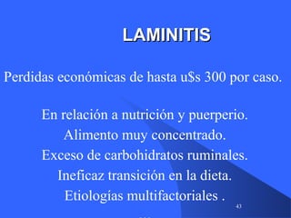 43
LAMINITISLAMINITIS
Perdidas económicas de hasta u$s 300 por caso.
En relación a nutrición y puerperio.
Alimento muy concentrado.
Exceso de carbohidratos ruminales.
Ineficaz transición en la dieta.
Etiologías multifactoriales .
 