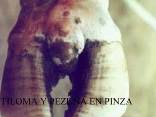 86
TILOMA Y PEZUÑA EN PINZA
 