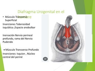 Diafragma Urogenital en el
hombre
• Músculo Transverso
Superficial
Inserciones Tuberosidad
isquiática ,Espacio anobulbar
Inervación Nervio perineal
profundo, rama del Nervio
Pudendo
 Músculo Transverso Profundo
Inserciones: Isquion , Núcleo
central del periné
 