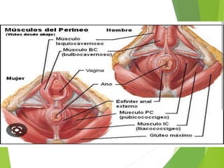 PISO PELVICO UROLOGIA.ppt