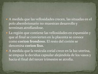  A medida que las vellosidades crecen, las situadas en el
polo abembrionario no muestran desarrollo y
terminan atrofiandose.
 La región que contiene las vellosidades en expansión y
que al final se convierten en la placenta se conoce
como corion frondoso. El resto del corión se
denomina corion liso.
 A medida que la vesícula corial crece en la luz uterina,
se empuja la decidua capsular alejándola de los vasos y
hacia el final del tercer trimestre se atrofia.
 