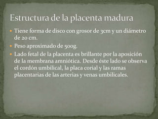  Tiene forma de disco con grosor de 3cm y un diámetro
de 20 cm.
 Peso aproximado de 500g.
 Lado fetal de la placenta es brillante por la aposición
de la membrana amniótica. Desde éste lado se observa
el cordón umbilical, la placa corial y las ramas
placentarias de las arterias y venas umbilicales.
 
