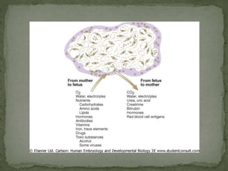 Placenta