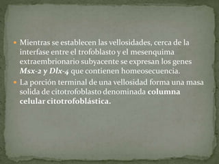 Mientras se establecen las vellosidades, cerca de la
interfase entre el trofoblasto y el mesenquima
extraembrionario subyacente se expresan los genes
Msx-2 y Dlx-4 que contienen homeosecuencia.
 La porción terminal de una vellosidad forma una masa
solida de citotrofoblasto denominada columna
celular citotrofoblástica.
 